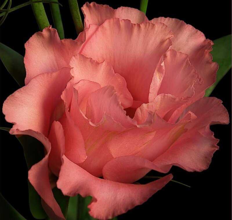 Pink Eustoma Flower