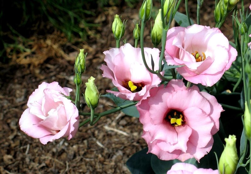 Pink Eustoma Flowers — Calm, Afternoon, Photograph