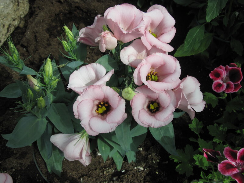 Pink Eustoma Flowers — Calm, Afternoon