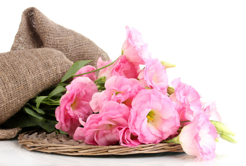 Pink Eustoma Flowers — Calm, Photograph