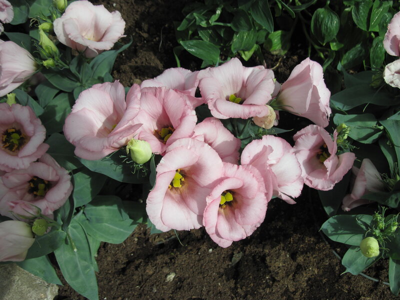 Pink Eustoma Flowers — Calm