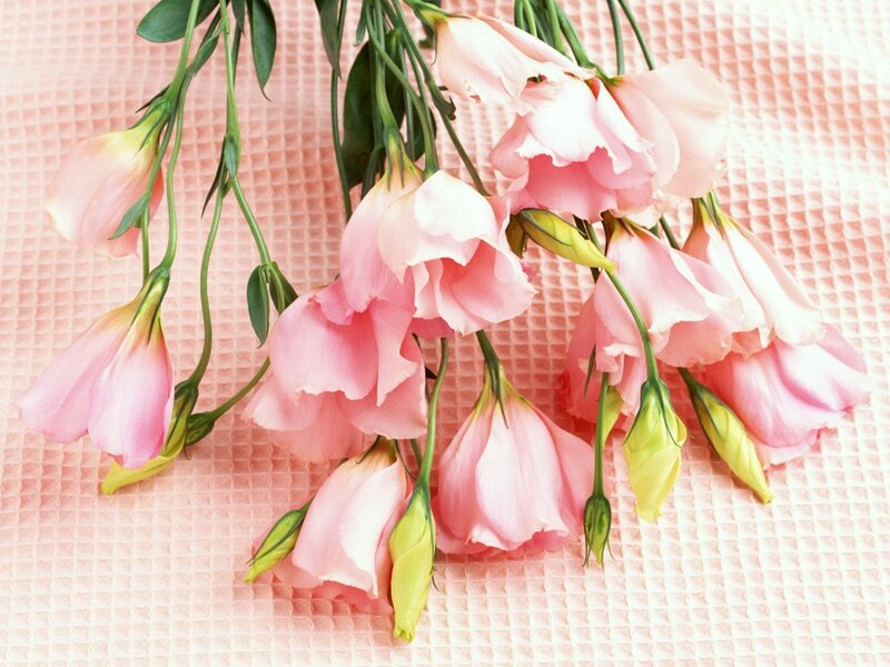Pink Eustoma Flowers