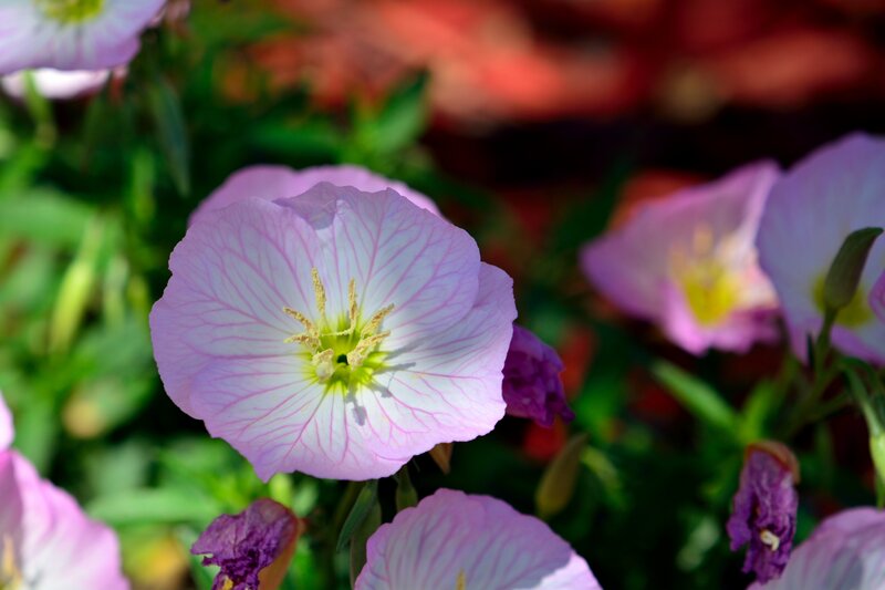 Pink Evening Primrose Flower