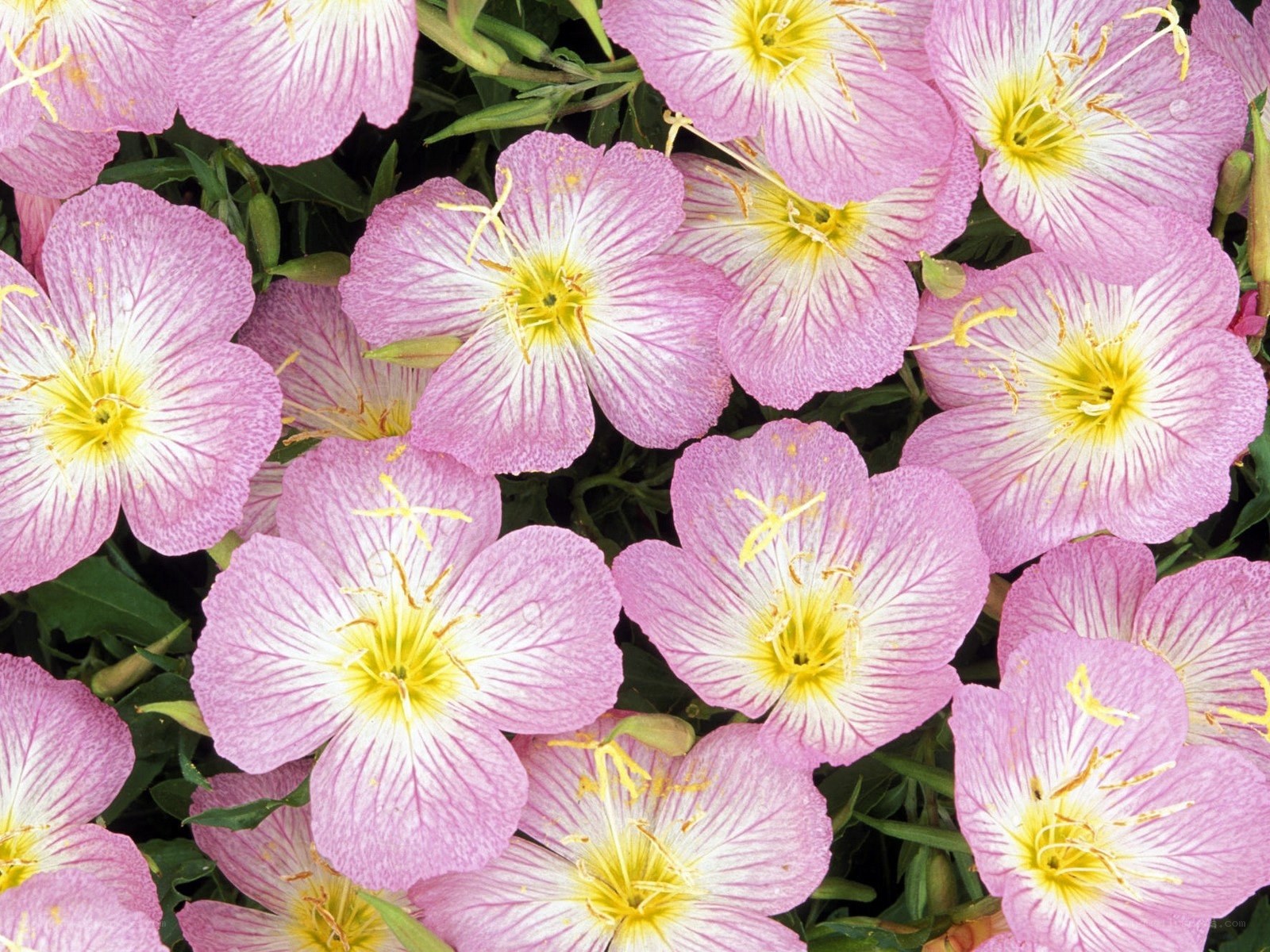 Pink evening primrose flowers