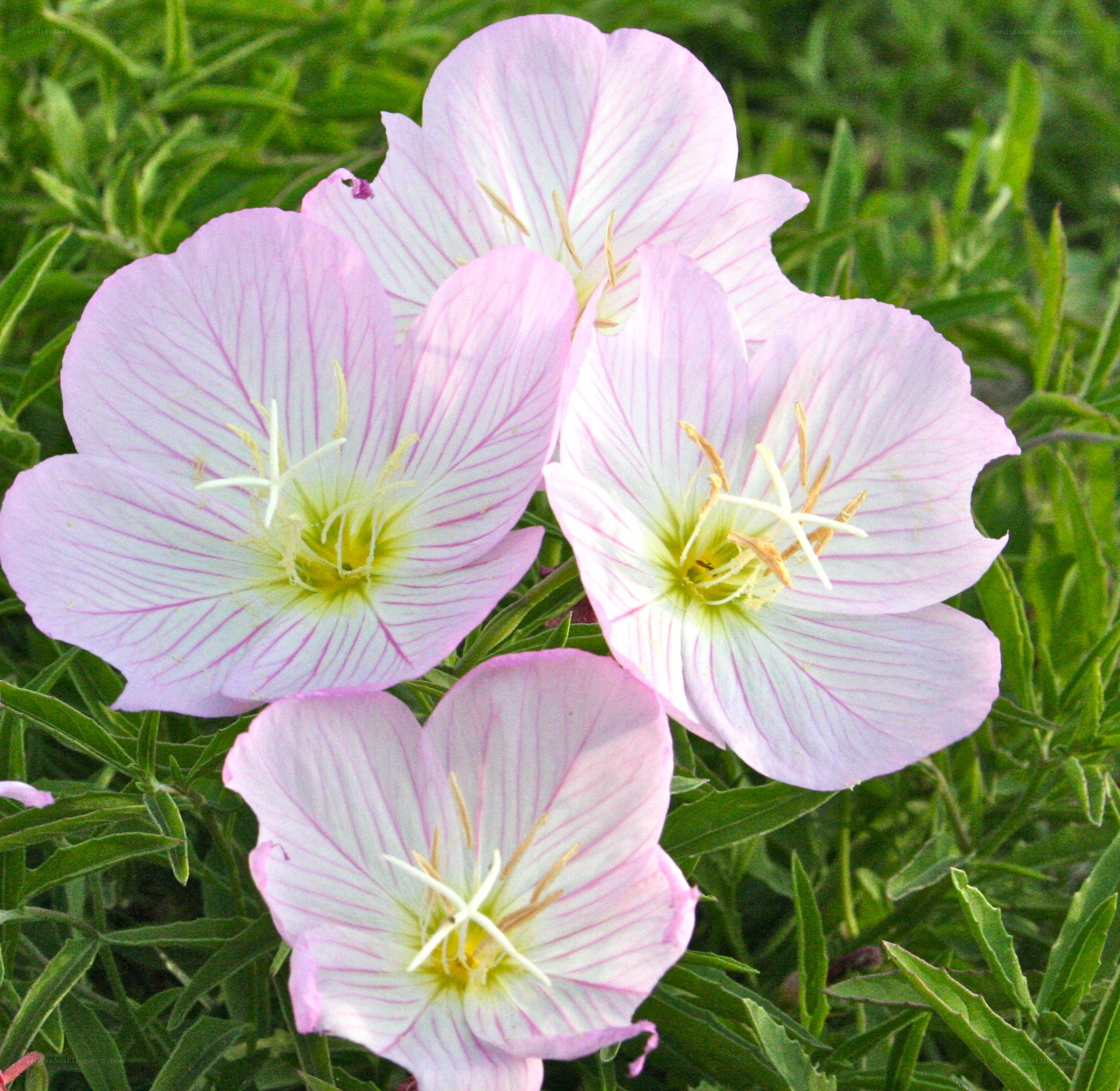Pink evening primrose flowers