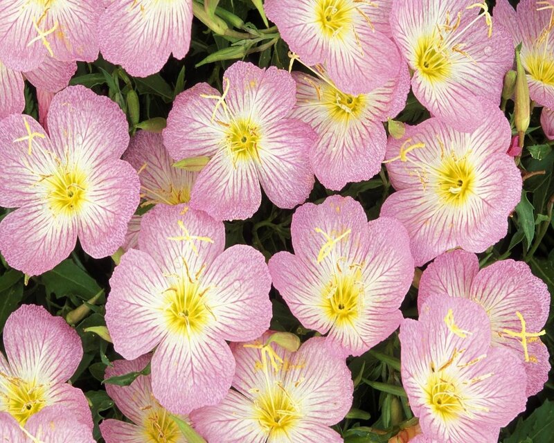Pink Evening Primrose Flowers — Calm, Afternoon