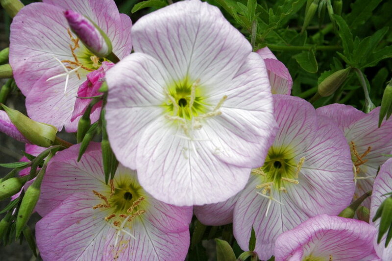 Pink Evening Primrose Flowers — Calm