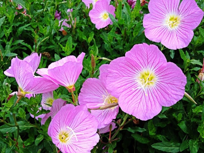 Pink Evening Primrose Flowers — Purple