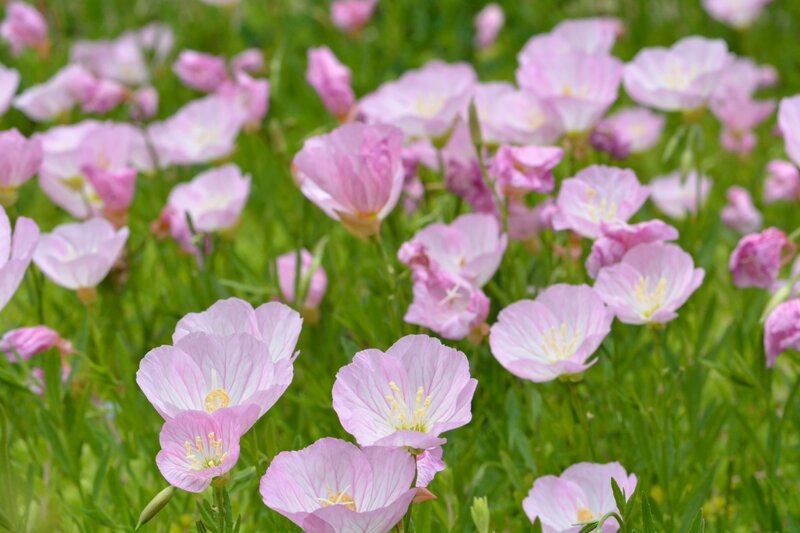 Pink Evening Primrose Flowers — Serene