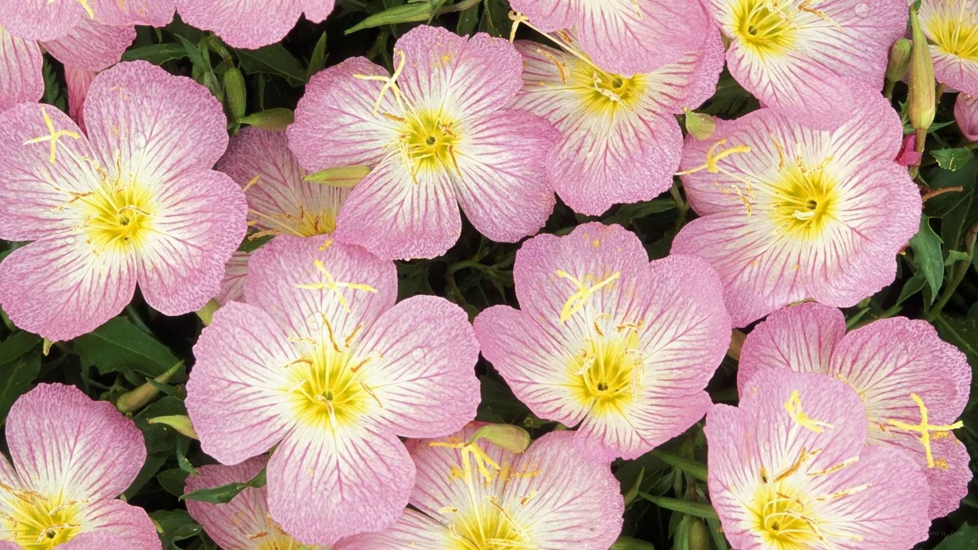 Pink evening primrose flowers