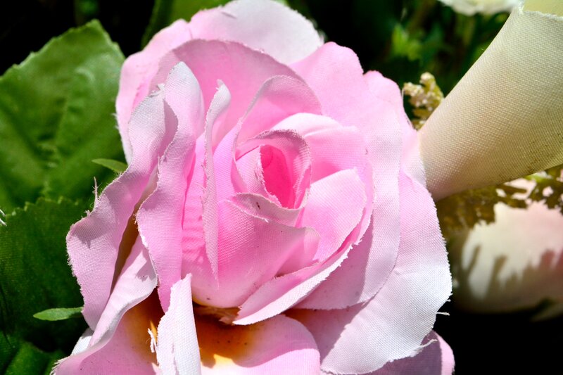 Pink Fabric Rose — Calm, Afternoon