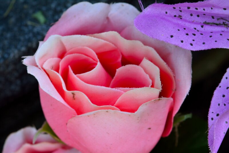 Pink Fabric Rose — Calm