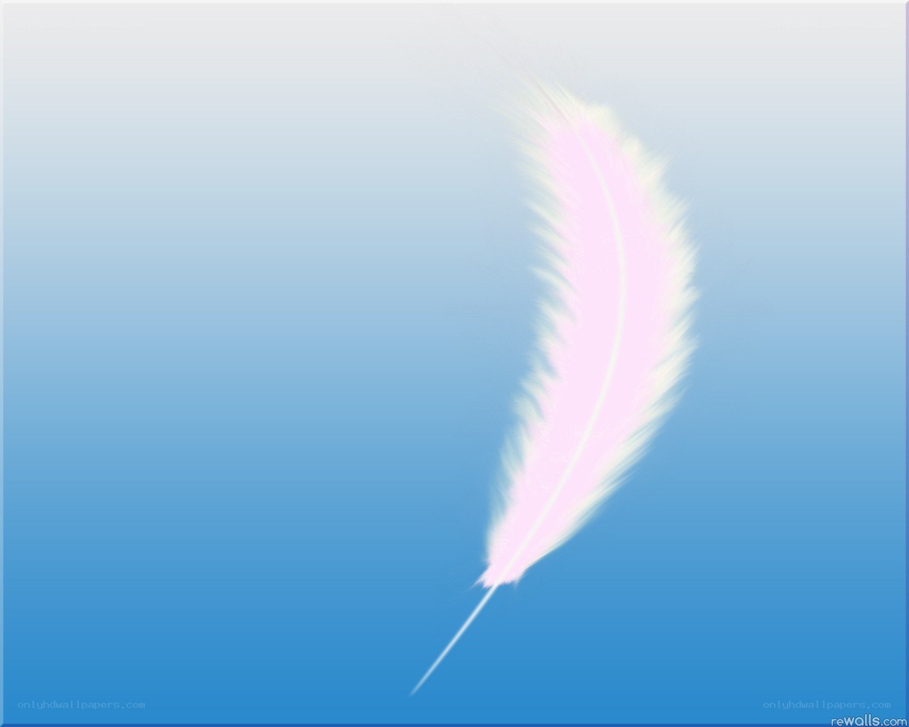 pink feather on blue