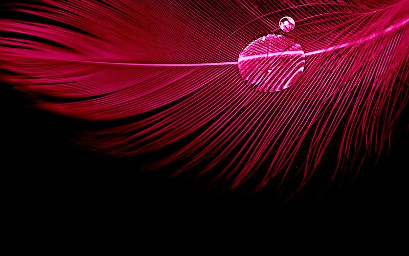 Pink Feather with Water Droplet — Magenta