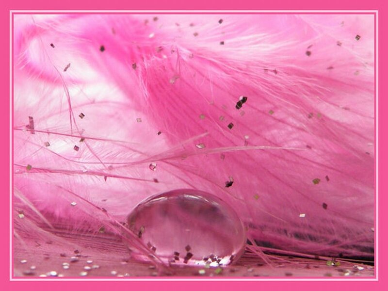 Pink Feather with Water Droplet