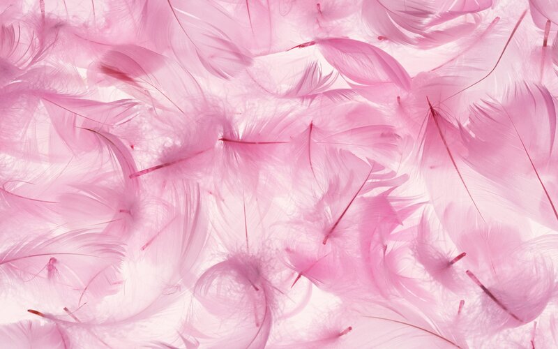 Pink feathers background