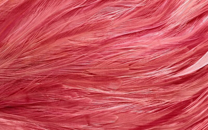 Pink Feathers Texture