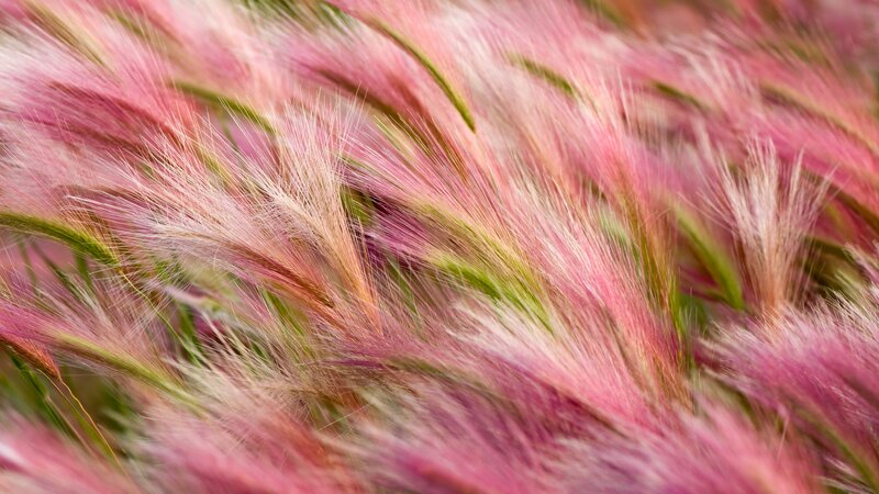 Pink Feathery Grass — Calm