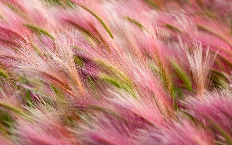Pink Feathery Grass