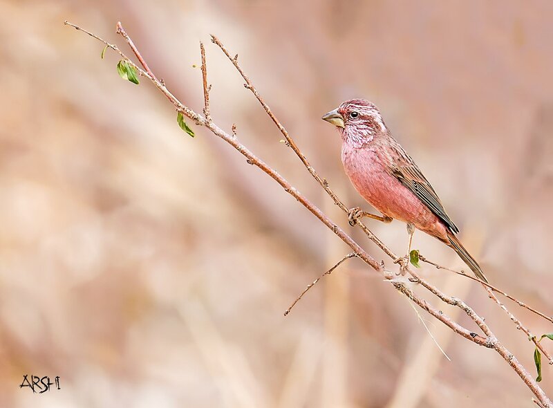 Pink Finch on Branch — Calm