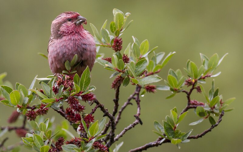 Pink Finch on Branch — Green