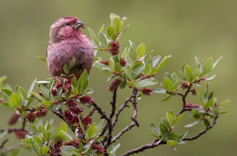 Pink Finch on Branch