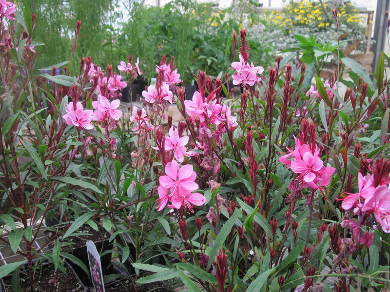 Pink Fireweed Flowers — Calm, Spring