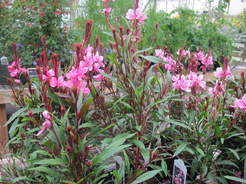 Pink Fireweed Flowers — Calm