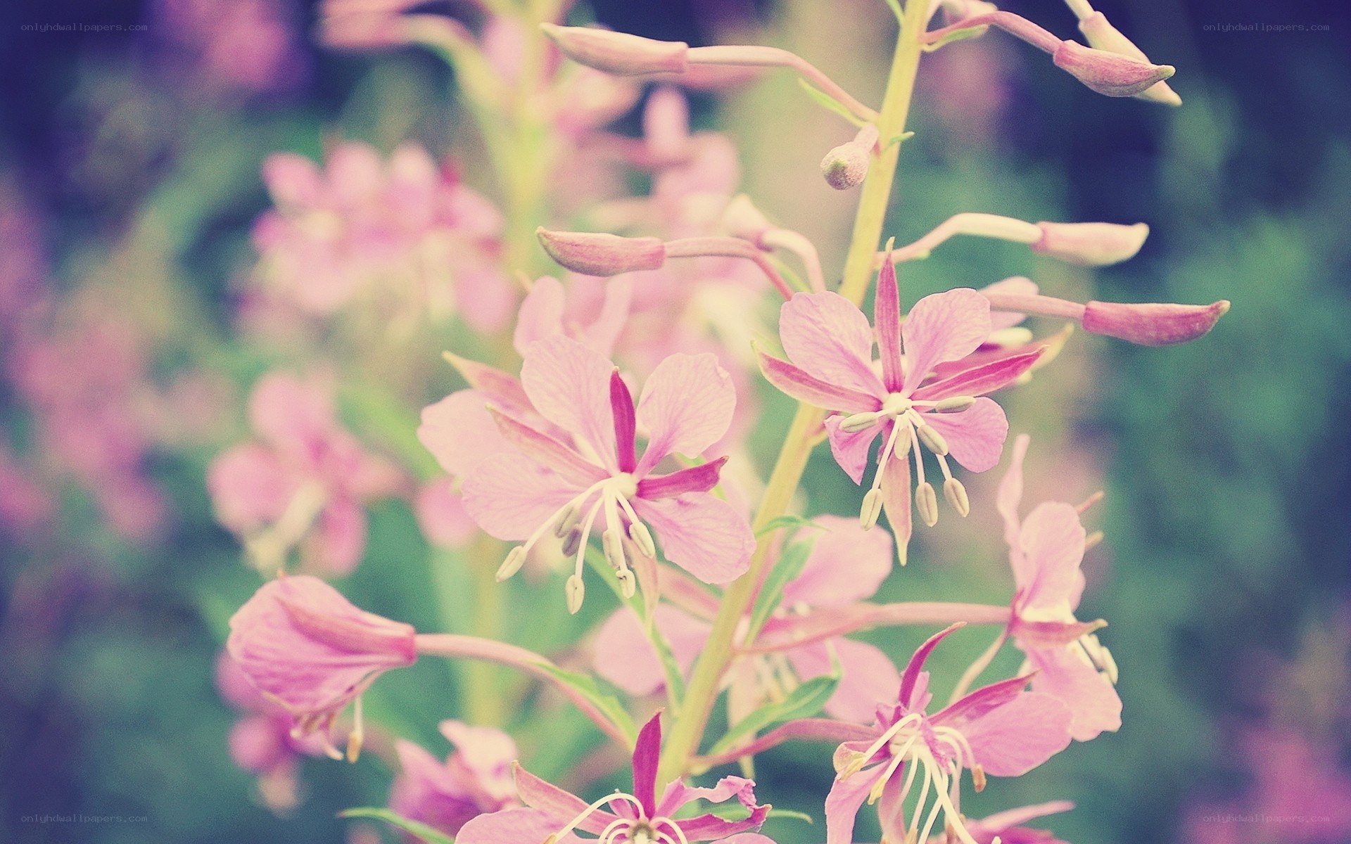 Pink fireweed flowers in bloom
