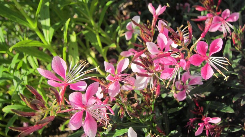 Pink Fireweed Flowers — Serene, Afternoon