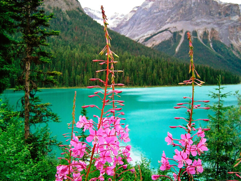 Pink Fireweed Flowers — Serene, Summer, Photograph