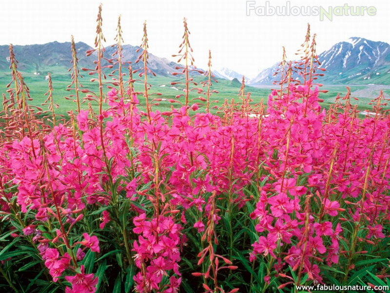 Pink Fireweed Flowers — Serene, Summer