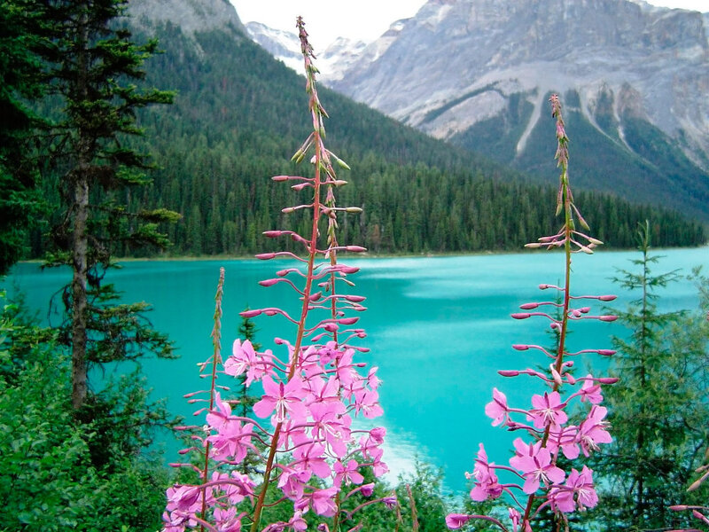 Pink Fireweed Flowers — Serene