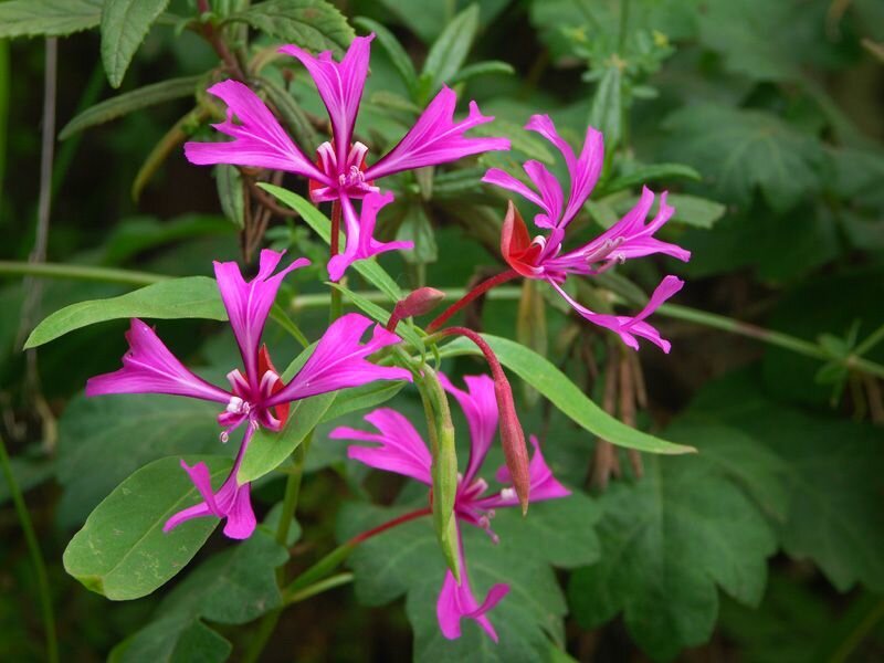 Pink Fireweed Flowers