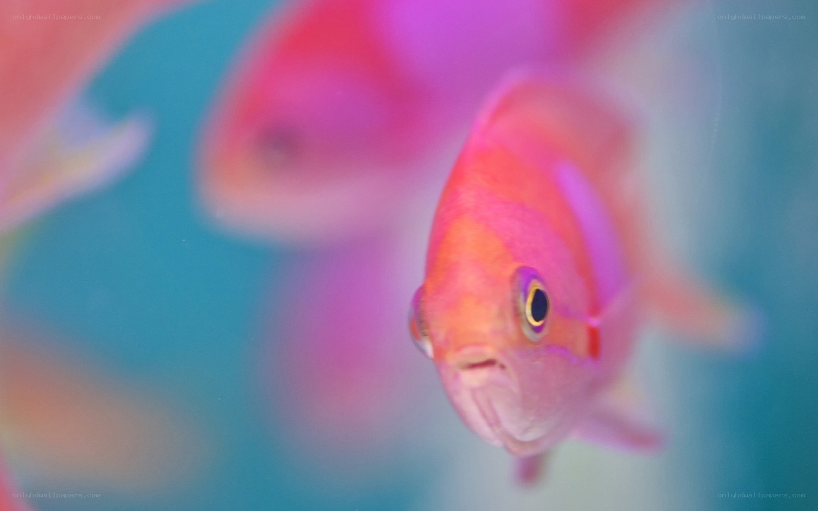 Pink fish in aquarium