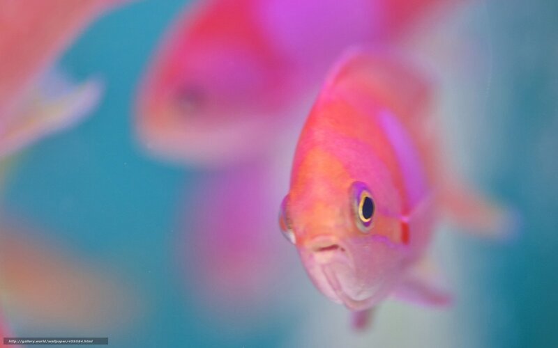pink fish in blue water