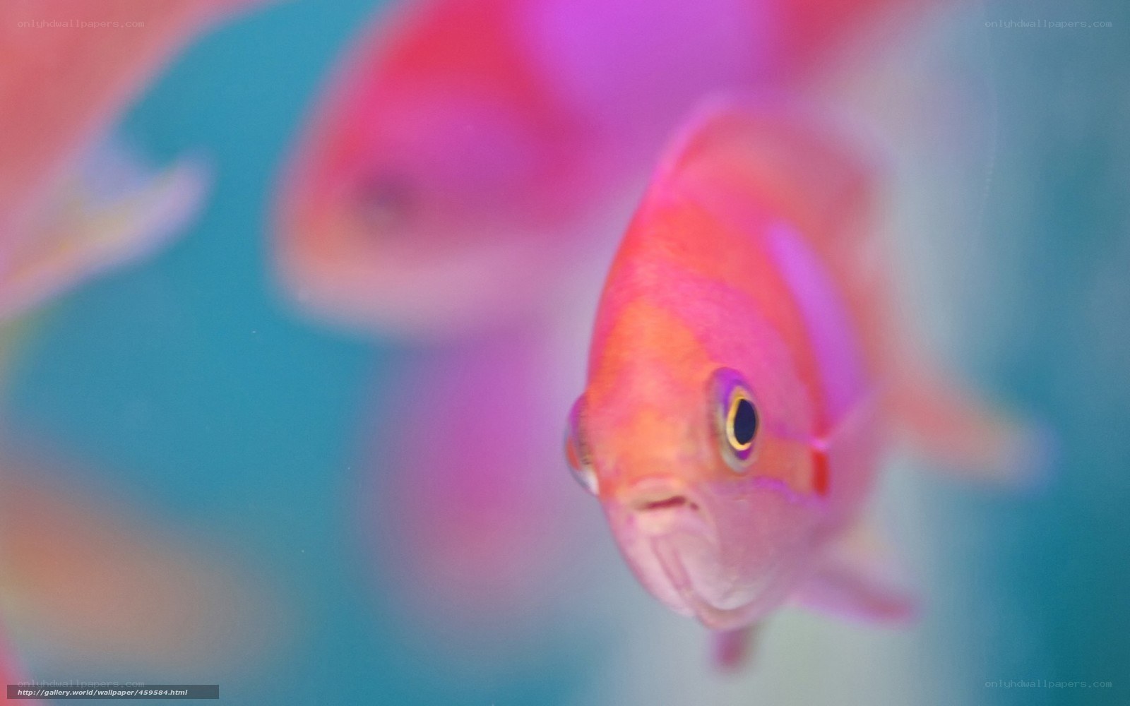 pink fish in blue water