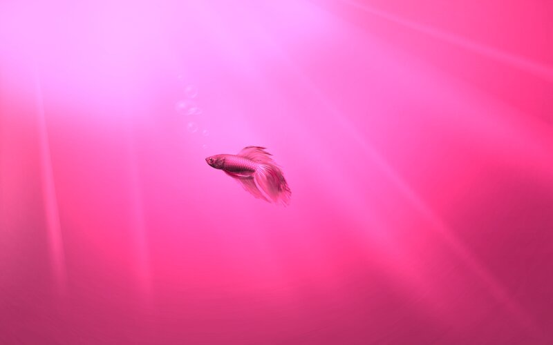 pink fish swimming in water