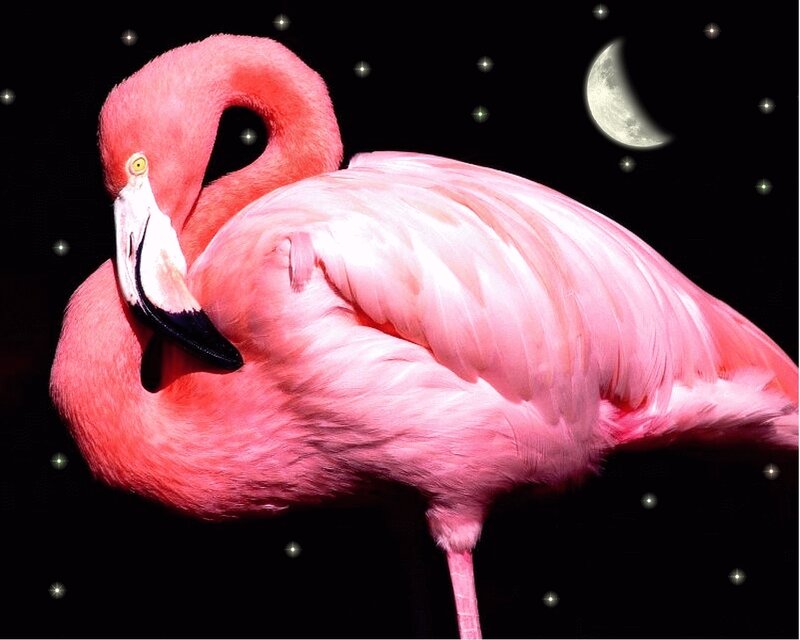 Pink flamingo at night