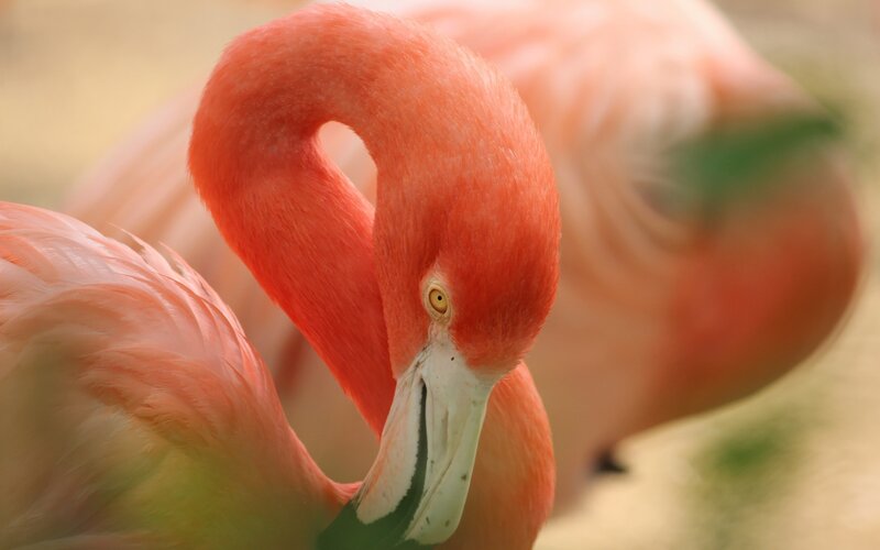 Pink Flamingo Bird