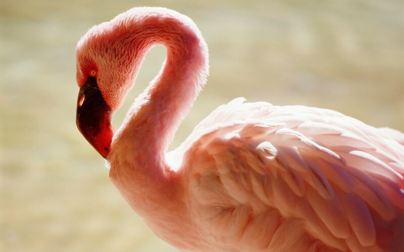 Pink Flamingo — Calm, Afternoon