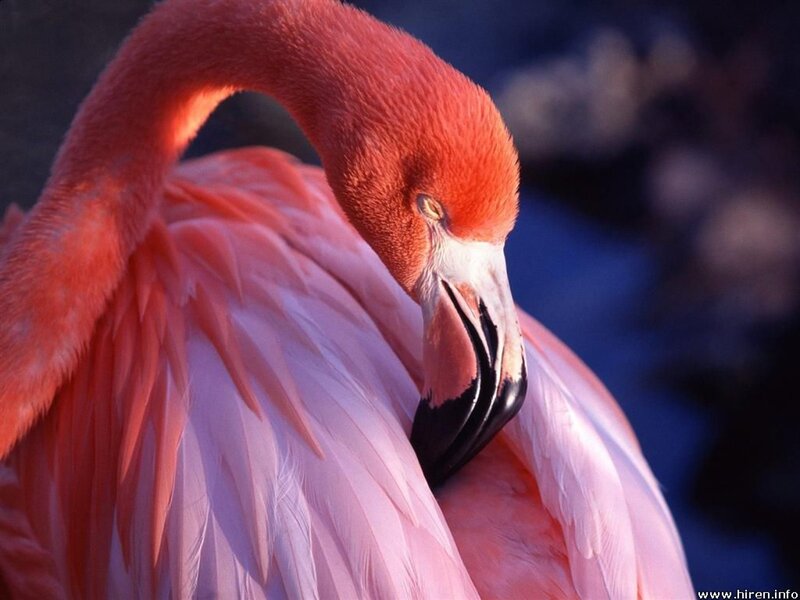 Pink Flamingo — Calm, Photograph