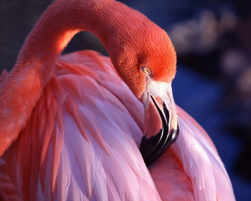 Pink Flamingo — Calm, Sunset