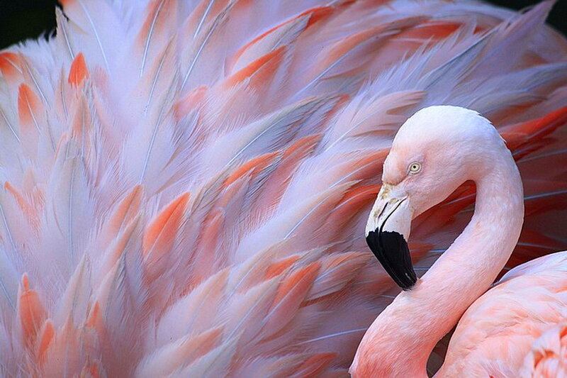 Pink Flamingo — Calm
