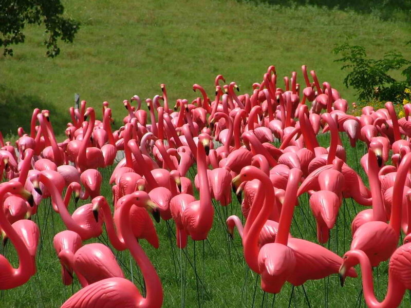 Pink Flamingo Decorations