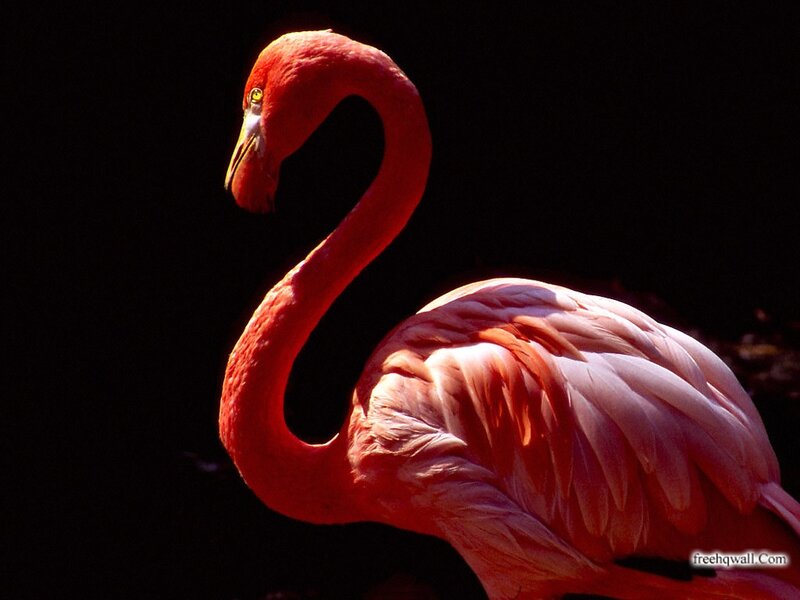 Pink Flamingo — Dramatic, Photograph, Bird
