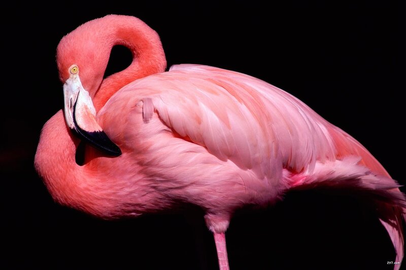 Pink Flamingo — Dramatic, Photograph