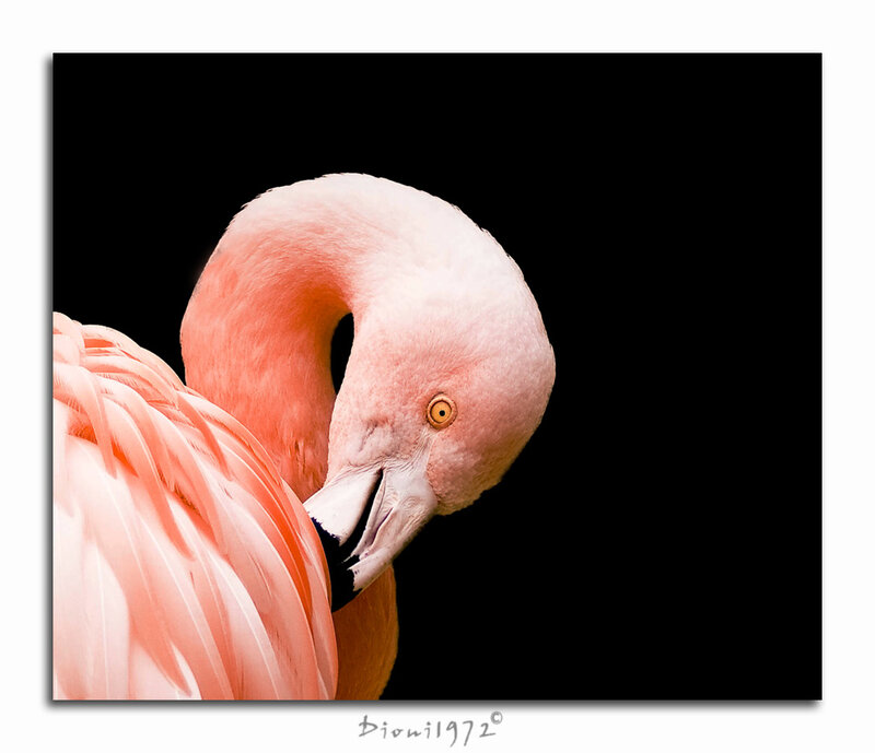 Pink Flamingo — Dramatic