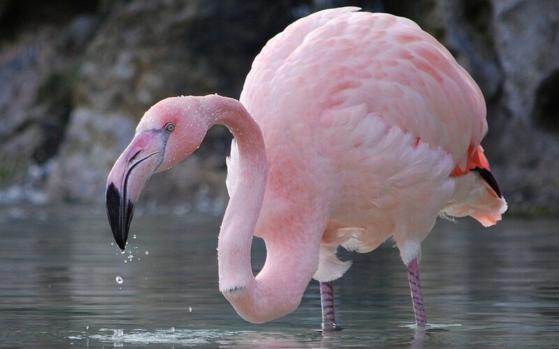 Pink Flamingo Drinking — Calm, Photograph