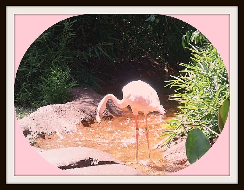 Pink Flamingo Drinking — Calm